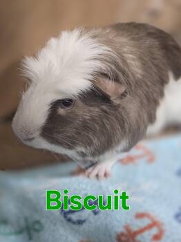 Rescue Abyssinian Guinea Pigs for Adoption in Idaho Falls, Idaho - Gandalf And Biscuit | PetCurious